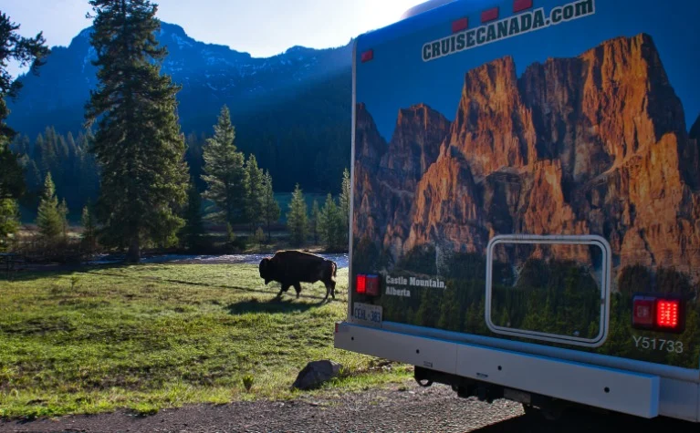 Een bizon loopt over een grasveld bij een camper terwijl op de achtergrond bergen en dennenbossen van Yellowstone zichtbaar zijn