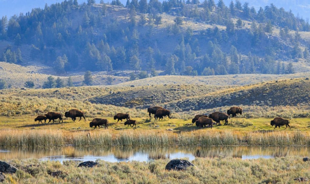 Een grote kudde bizons graast in een grazige vallei langs een rivier met beboste heuvels op de achtergrond in Yellowstone National Park