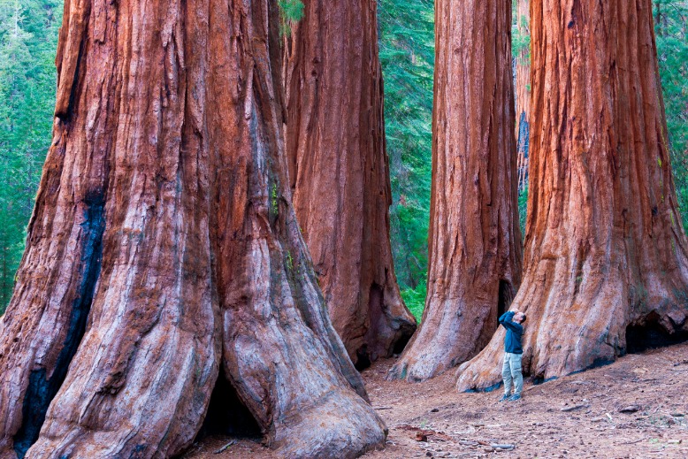 Kleine figuur van een persoon staat tussen meerdere enorme sequoiabomen met dikke roodbruine stammen in een bos