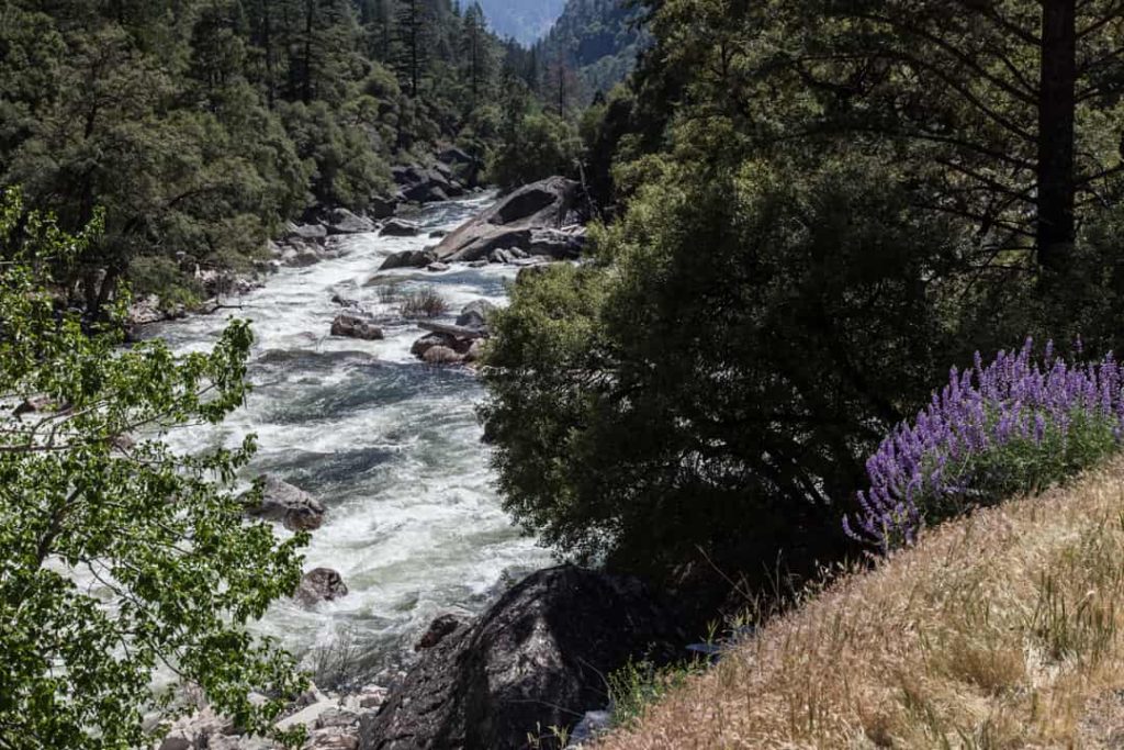 Kolkend riviertje tussen rotsen en bos, met een helling vol paarse lupines op de voorgrond bij Yosemite National Park