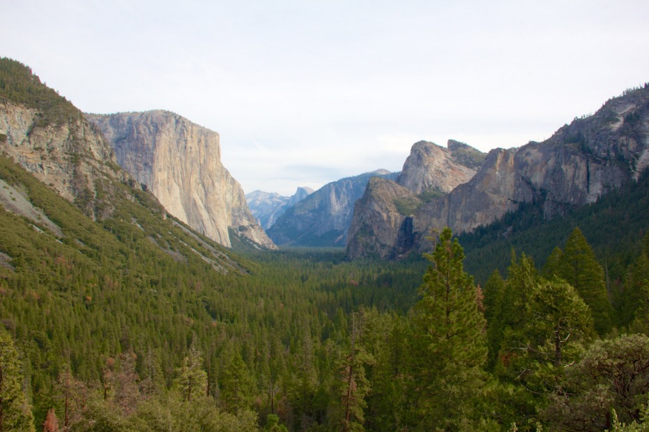 Vallei van Yosemite met de rotswand van El Capitan en Half Dome in de verte, omzoomd door dennenbossen in zacht avondlicht