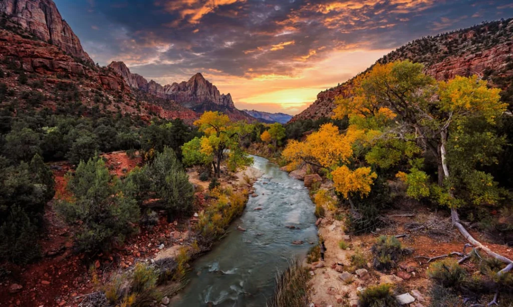 Kronkelende rivier tussen bomen met geel herfstblad, met de rode bergtoppen van Zion National Park onder een gekleurde avondlucht