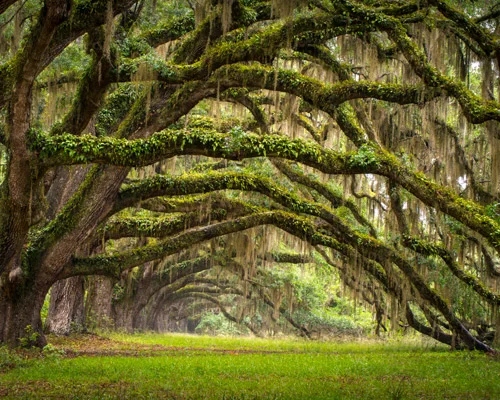 Overhangende takken van eeuwenoude eikenbomen bedekt met Spaans mos vormen een groene tunnel boven een grasveld in South Carolina