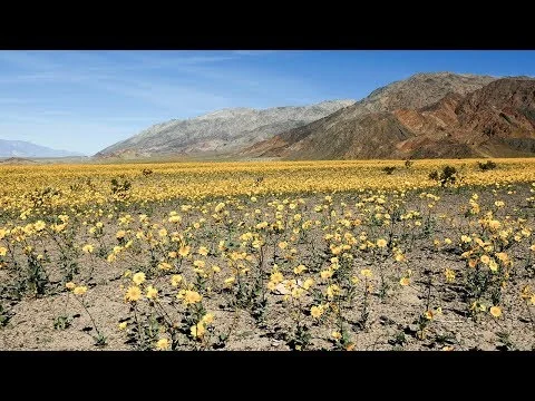 Uitgestrekt veld vol gele woestijnbloemen met een ruige bergketen op de achtergrond tijdens de bloei in Death Valley