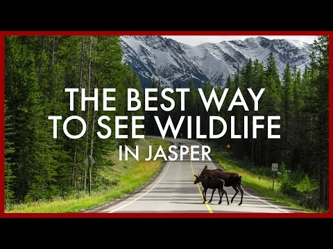 Twee elanden lopen over een bergweg in Jasper National Park met besneeuwde bergtoppen en bos op de achtergrond