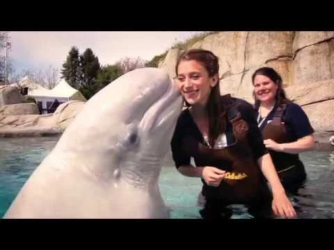 Videobeeld van een witte beluga die twee lachende vrouwen in het water van Mystic Aquarium een kus geeft