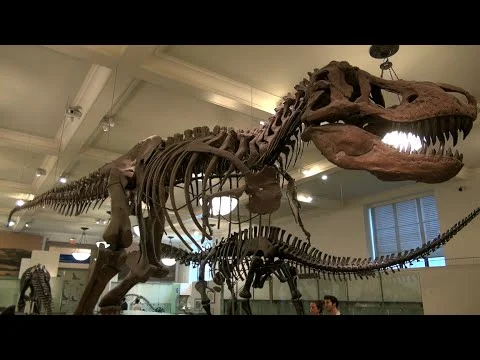 Videostill van een groot Tyrannosaurus rex skelet met open kaak in een zaal van het American Museum of Natural History in New York