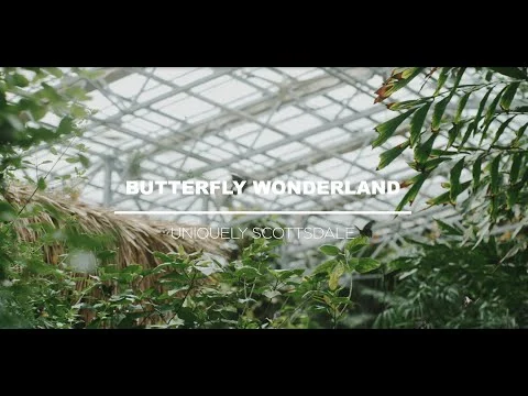 Videominiatuur van het glazen dak en de weelderige begroeiing binnen in vlindertuin Butterfly Wonderland met de tekst Uniquely Scottsdale