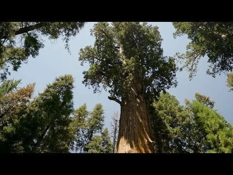 Videothumbnail met een blik recht omhoog naar de kroon van een hoge sequoiaboom tegen een blauwe lucht