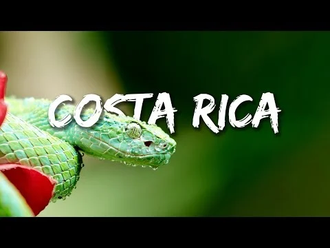 Videominiatuur met de tekst Costa Rica over een close-up van een felgroene wimperslang op een rode bloem