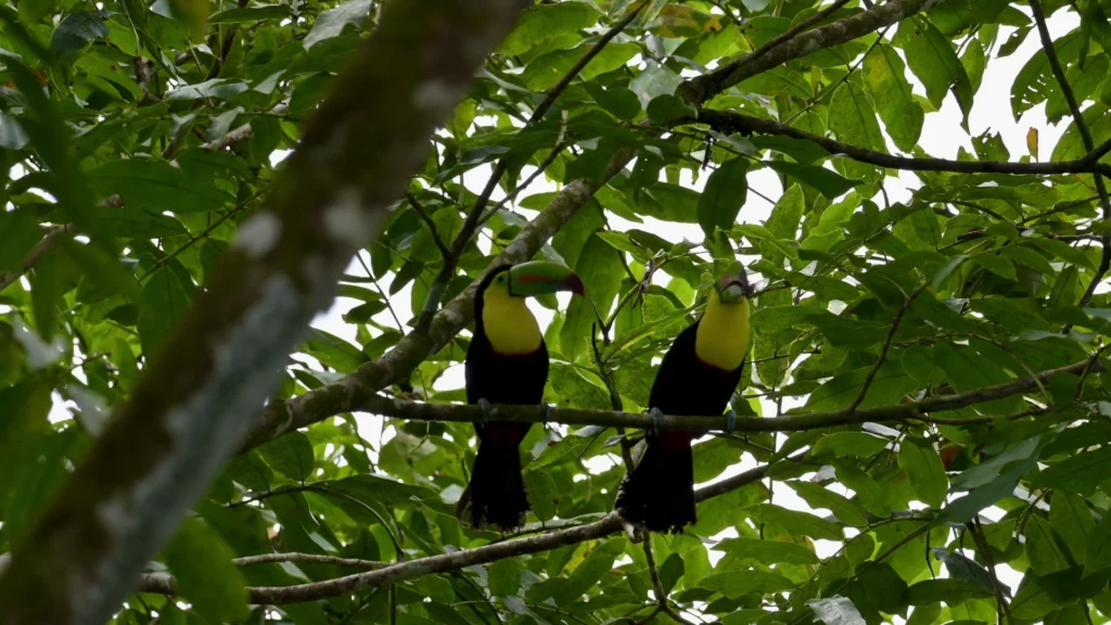 Twee toekans met gele borst en gekleurde snavel op een tak tussen groene bladeren in het regenwoud van Costa Rica