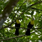 Twee toekans met gele borst en gekleurde snavel op een tak tussen groene bladeren in het regenwoud van Costa Rica