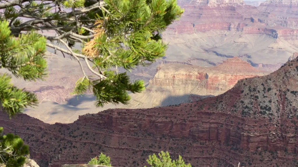 Gelaagde rode en oranje rotswanden van de Grand Canyon gezien tussen groene pijnboomtakken door op een zonnige dag
