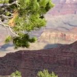 Gelaagde rode en oranje rotswanden van de Grand Canyon gezien tussen groene pijnboomtakken door op een zonnige dag